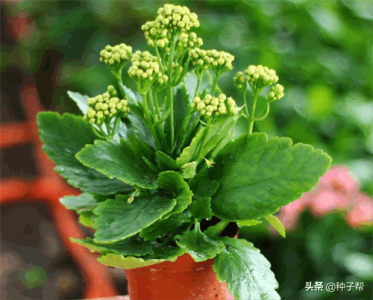 ​长寿花开花时间（长寿花一年开几次花）