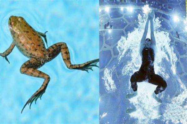 蛙泳游不快是怎么回事 蛙泳姿势是怎样的 蛙泳游不快是怎么回事 蛙泳姿势是怎样的