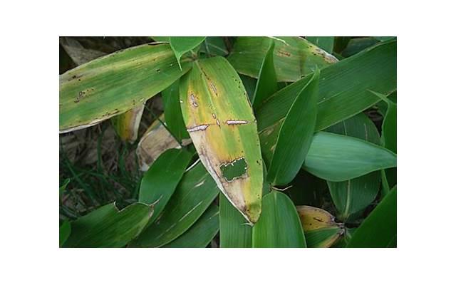 张雨生去世现场
