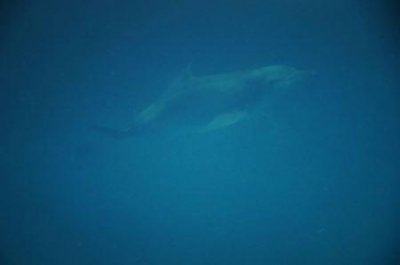 ​24小时内退机票扣多少钱退票扣多少手续费