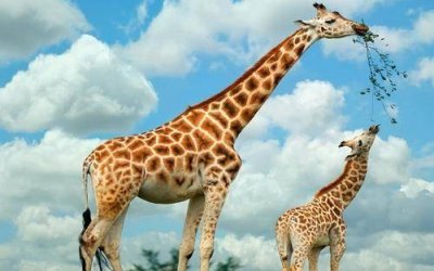 ​为什么所有的动物都会交配？