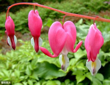 100种常见花卉图谱，收藏起来慢慢看，从此识花不求人