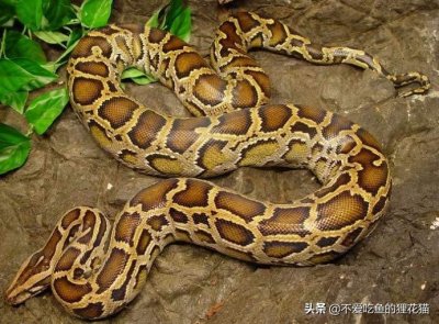 牢底坐穿蛇，分享国家重点保护野生动物：无毒蛇类，不常见且珍稀