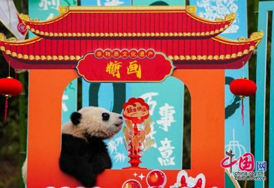 ​萌宝贺新春！大熊猫国家保护研究中心2024级新生熊猫宝宝首亮相