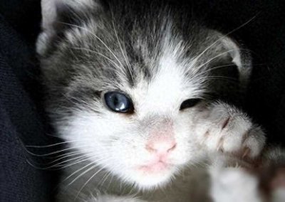 ​人穷志短，马瘦毛长