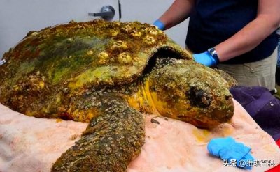 ​20张诡异生物照：鱼舌头上的寄生虫可以操控大脑，两个头的毛毛虫