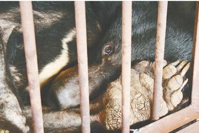 ​胆熊，被活取胆汁，昂贵的熊胆粉的来源，从出生到死亡都没有自由