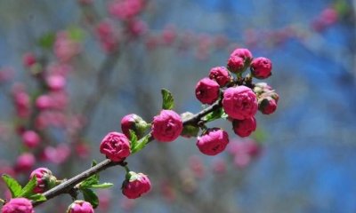 ​介绍一种植物榆叶梅，好多人不知道它的厉害用途？了解一下吧