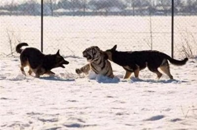 解读文王64课金钱卦第四卦《天地否卦:虎落深坑》