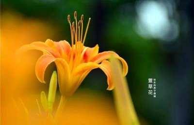 ​中国人的母亲节（农历四月初二）