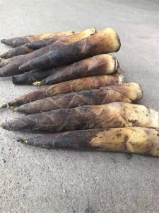 天目山的雷笋怎么炒,这几种方法喜欢的话记得收藏