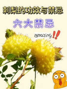 ​刺梨果的功效与作用（刺梨果的功效与作用有哪些）